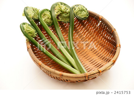 青こごみ 2415753