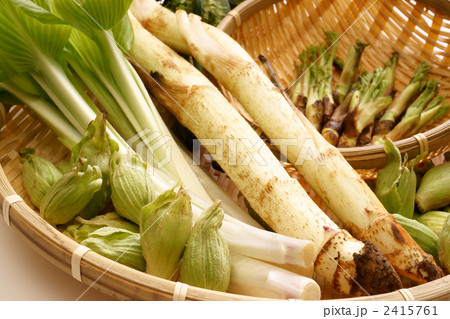 春の山菜 2415761