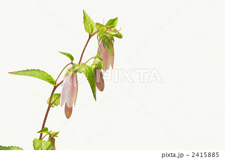 6月　ヤマホタルブクロ・キキョウ科11 2415885