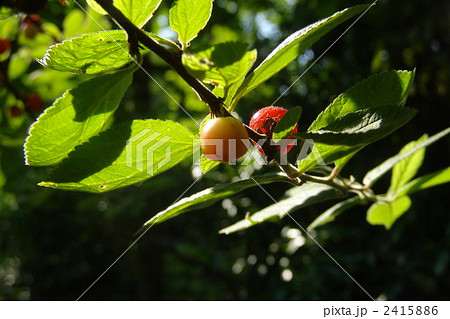 6月 ユスラウメ・バラ科01 6月 ユスラウメ・バラ科01 2415886