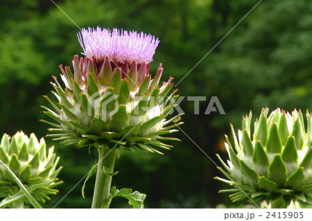 7月　アーティチョーク・キク科40 2415905