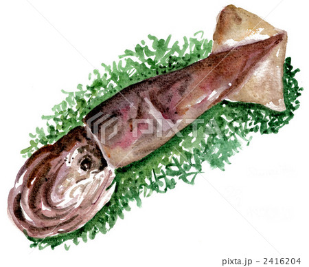 生スルメイカ 2416204