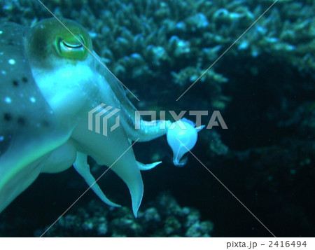 コブシメ　コウイカ目　産卵 2416494