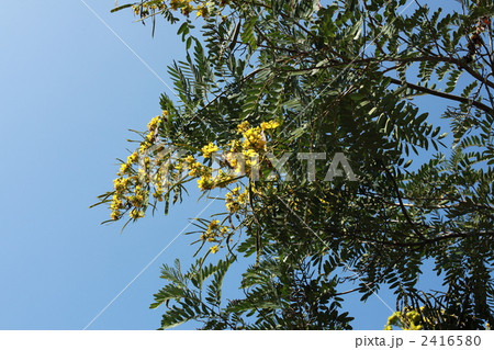 アジャンタ石窟のタガヤサンノキ 2416580