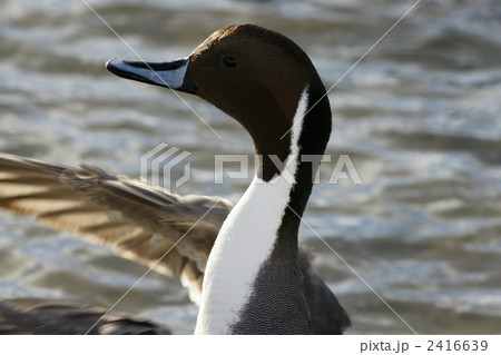 オナガガモ 2416639