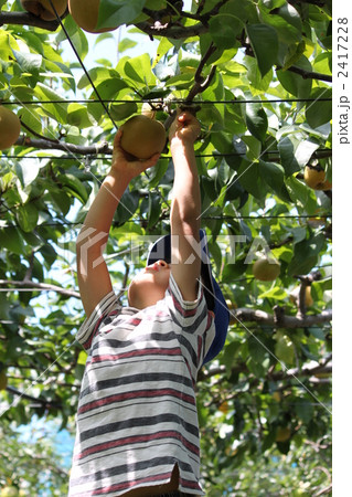 果物狩り子ども背伸び 2417228