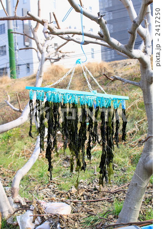 干しワカメ 干しワカメ 2417250