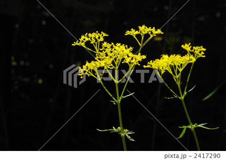 7月 オミナエシ・オミナエシ科23 7月 オミナエシ・オミナエシ科23 2417290