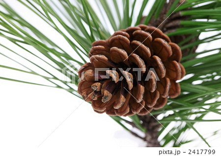 松ぼっくり 2417799