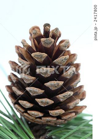 松ぼっくり 2417800