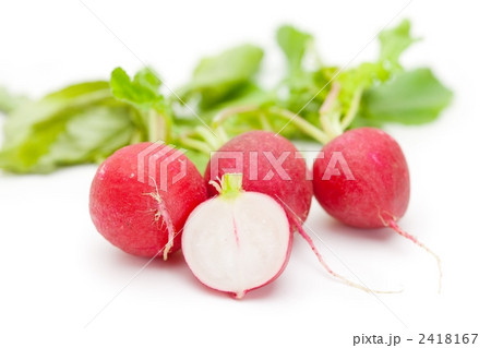 ラディッシュ 2418167