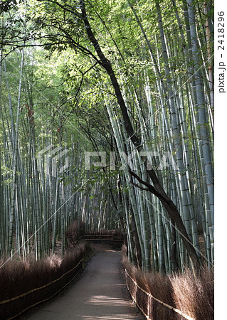 京都嵐山嵯峨野の竹林 2418296