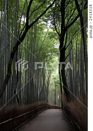 京都嵐山嵯峨野の竹林 2418318