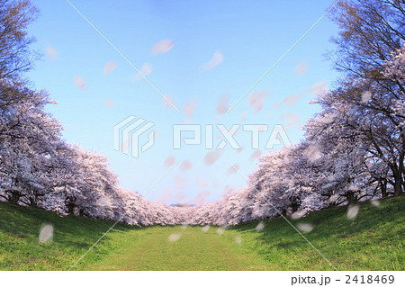 桜並木と花吹雪 2418469