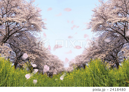 元の桜 画像 高 画質 最高の壁紙コレクション