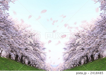 桜並木と花吹雪の写真素材