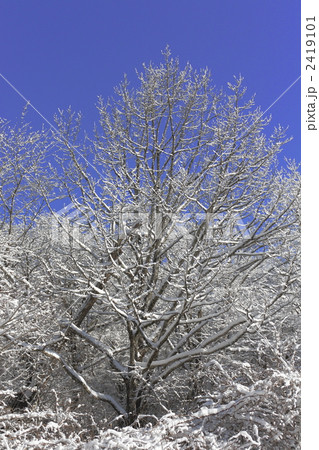 着雪 2419101