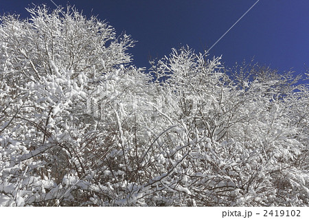 着雪 2419102