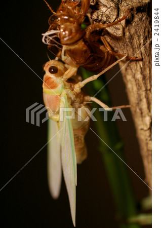 アブラゼミの羽化　後期 2419844