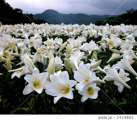 鉄砲百合 2419865