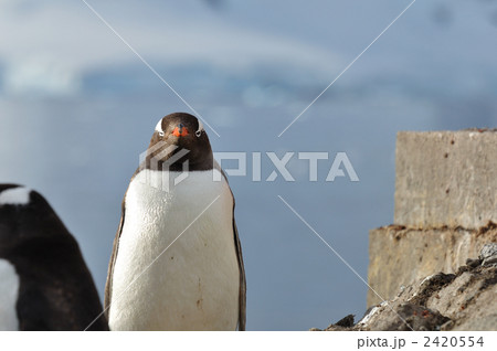 ジェンツーペンギン 2420554