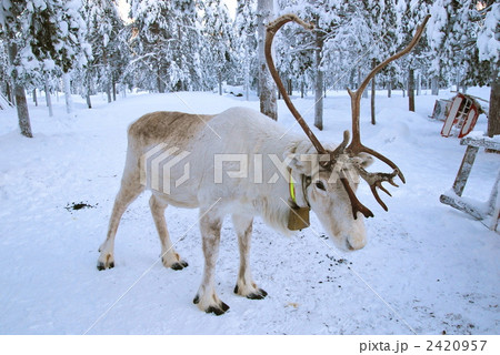 フィンランド フィンランド 2420957