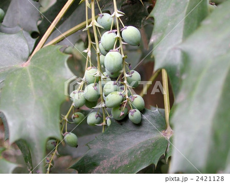 ヒイラギナンテン 2421128