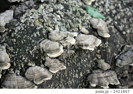 カワラタケ　群生 2421607