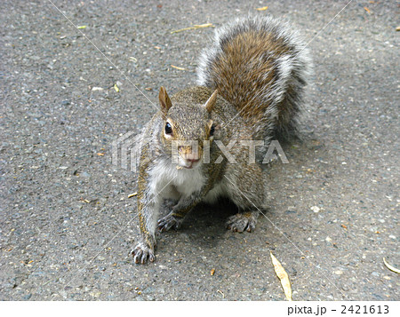 灰色リス　外国品種 2421613