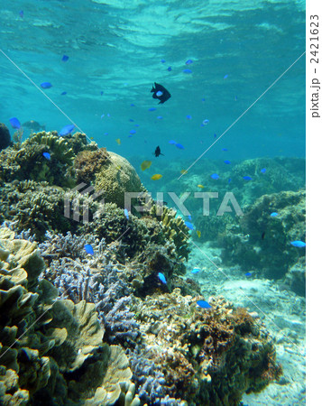 宮古島 吉野海岸の海中写真 宮古島 吉野海岸の海中写真 2421623