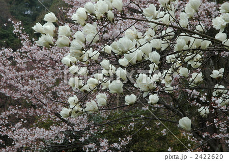 白木連と山桜 白木連と山桜 2422620