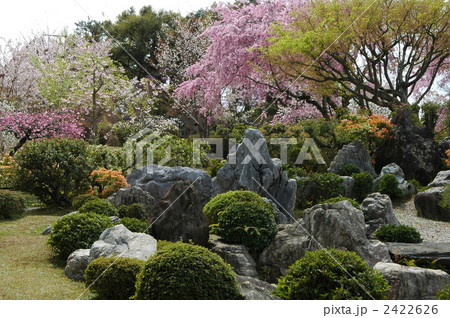 京都　将軍塚大日堂の桜 2422626