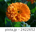 2422652