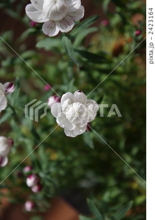 花かんざし 植物 花の写真素材