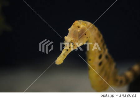 タツノオトシゴ 2423633