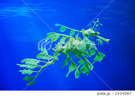 シードラゴン シードラゴン 2424067