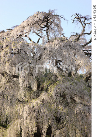 安曇野の枝垂桜 安曇野の枝垂桜 2424560