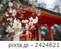 梅花・北野天満宮 2424621