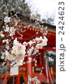 梅花・北野天満宮 2424623