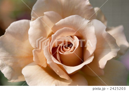 ジュリア ジュリア 2425203