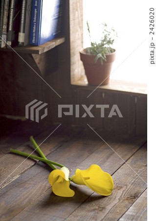 窓辺のカラー2本 2426020