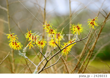 マンサク 2426033