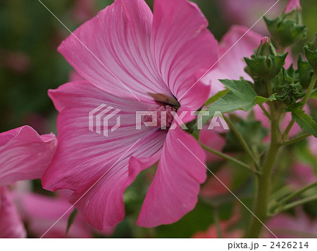 ラバテラ・トリメストリスの花 ラバテラ・トリメストリスの花 2426214
