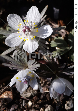 セツブンソウ 2426481