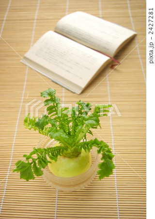 水栽培の大根と開いた文庫本 水栽培の大根と開いた文庫本 2427281