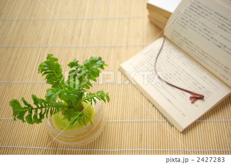 水栽培の大根と読みかけの文庫本 水栽培の大根と読みかけの文庫本 2427283