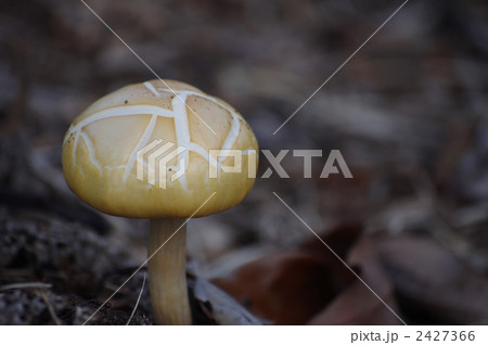 白いキノコ 白いキノコ 2427366