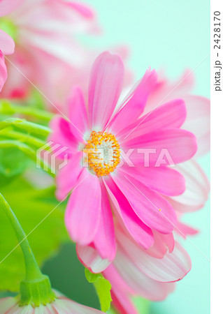 サイネリアの花 2428170