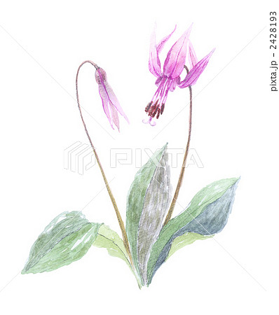 片栗の花 2428193