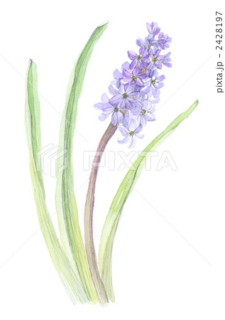 ヒヤシンスのイラスト素材 ヒヤシンスのイラスト素材